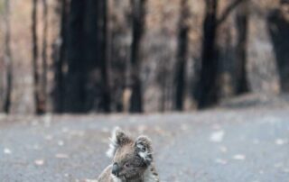 this-app-allows-you-to-find-threatened-species-in-your-area-—-and-petition-your-local-member