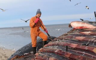 ‘giving-the-sad-demise-of-majestic-creatures-another-purpose’:-when-it’s-your-job-to-wade-through-dead-whale-blubber-and-guts