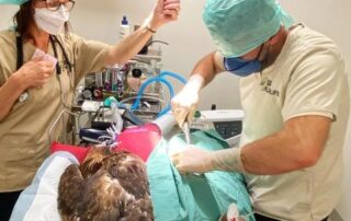 emergency-surgery-for-protected-wedge-tailed-eagle-found-with-gunshot-wounds-in-wa