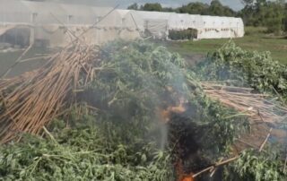five-face-court-after-police-seize-and-torch-4,725-cannabis-plants