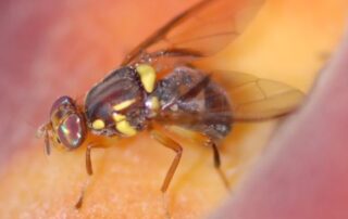$200,000-worth-of-quad-bikes-for-fruit-fly-eradication-deemed-too-noisy