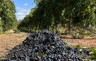 winegrape-growers-worried-for-future-as-forecast-shows-‘disastrous’-next-season-outlook