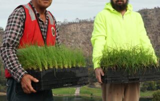 revegetation-in-volcano-crater-helps-restore-native-grasses-and-connect-youth-to-culture