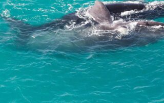 sage-whispers:-shallow-waters-help-whale-mums-and-calves-evade-predators