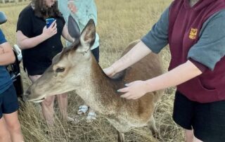 ‘she-was-the-kids’-pet’:-family-expresses-disbelief-after-bambi-shot-and-gutted-in-‘gruesome’-incident