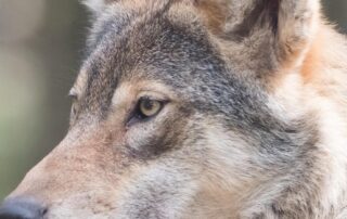 $5,000-stuffed-wolf-snatched-from-deluxe-sydney-bar-on-drunken-night-out