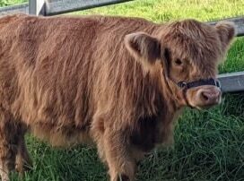 binky-come-home:-mystery-surrounds-beloved-highland-cow’s-sudden-disappearance