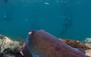 fishing-ban-reintroduced-to-protect-iconic-species