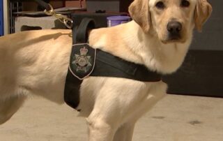 most-sniffer-dogs-are-checking-for-drugs-and-explosives,-but-this-specialist-canine-team-is-trained-to-sniff-out-usbs