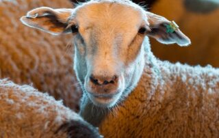 live-sheep-trade-ban-won’t-happen-in-this-term,-pm-says