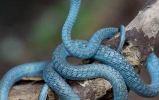 there’s-a-potentially-dangerous-myth-about-venomous-snakes-that-researchers-have-proven-very-wrong