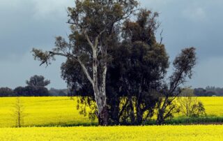 big-crops,-high-prices-signal-another-record-breaking-season-for-australian-farmers