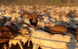 landmark-battle-over-alleged-$1.5m-cattle-theft-could-be-heading-to-supreme-court