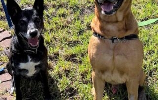 potential-tenants-being-forced-to-surrender-pets-amid-rental-crisis