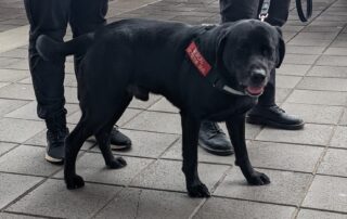 dogs-to-sniff-out-covid-19-in-patients-and-visitors-at-adelaide-hospital