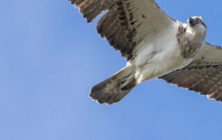 how-the-endangered-ospreys-of-tumby-island-are-making-a-comeback