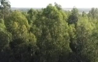 13-koalas-found-dead-on-victorian-blue-gum-plantation