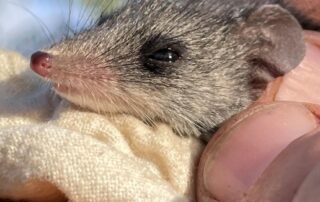 kangaroo-island’s-dunnarts-got-hit-hard-by-bushfires.-then-the-cats-came