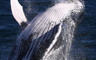 winter-is-here-—-and-so-are-the-whales