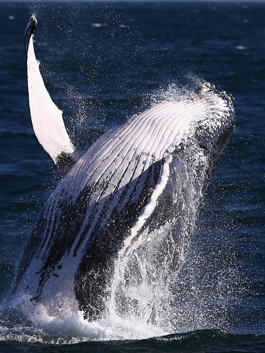 Winter is here — and so are the whales : SA Police News, World Crime ...