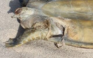 indonesian-fishermen-blamed-for-butchering-protected-turtles-on-australian-islands