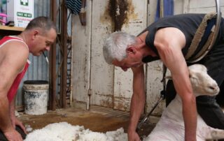 is-this-the-end-of-shearing?-biological-defleecing-research-shows-promise