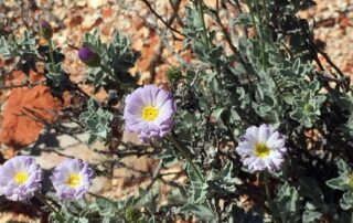 new-protection-scheme-for-endangered-daisy-only-found-in-‘tiny-little-pocket’-of-australia