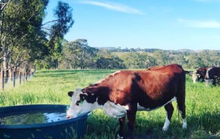 half-a-cow-website-helps-customers-buy-meat-direct-from-farmers