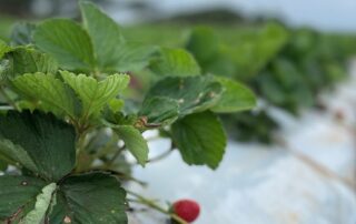 struggling-to-pay-for-strawberries?-here’s-what-it-costs-the-farmer