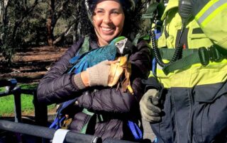 frantic-search-and-rescue-saga-ends-with-macaw-owner-20m-above-ground,-waving-banana
