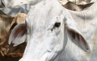 calls-for-beefed-up-biosecurity-after-tourist-hotspot-bali-confirms-foot-and-mouth-disease