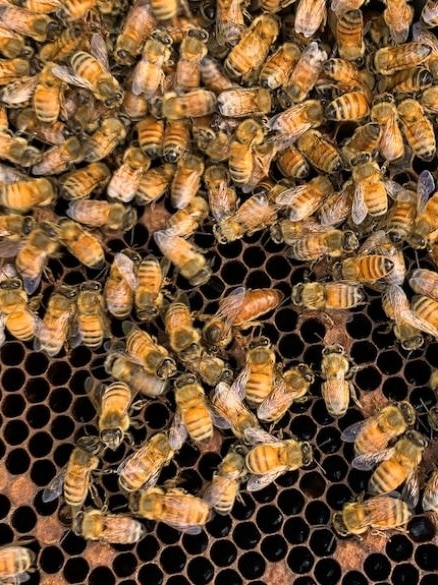 Victoria restricts bee movement into Sunraysia as NSW varroa mite ...