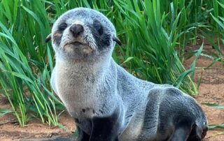 wheat-farmer-shocked-to-find-baby-seal-in-his-crop,-3km-from-nearest-beach