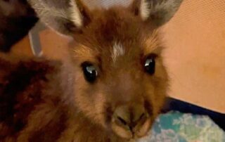 rousing-reception-from-trapped-joey-saved-during-‘one-in-a-million’-rescue-from-kangaroo-island-well