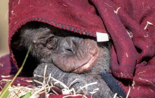 access-to-chimps-at-sa-zoo-blocked-after-troop-tests-positive-to-rsv