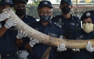 malaysian-customs-seize-$26-million-in-rare-animal-parts