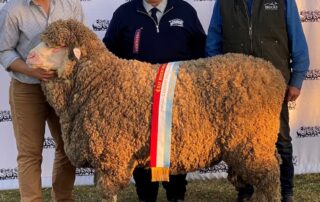 ‘a-very-big-sheep’:-australia’s-most-expensive-merino-ram-in-decades-sells-for-$115,000