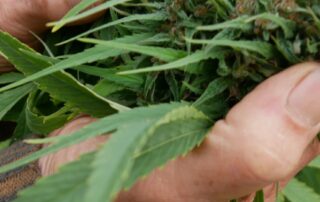 regional-residents-warm-to-legalising-cannabis