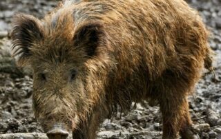 calls-for-feral-pig-cull-to-stem-foot-and-mouth-disease-threat