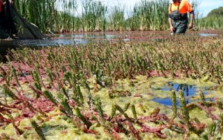 endangered-fish-returns-to-murray-in-record-numbers-since-the-millennium-drought