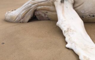 first-nations-people-say-white-whale-death-at-mallacoota-‘sad’-sign-of-neglect-of-land-and-sea
