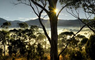 eucalypts-are-icons-of-the-australian-landscape,-but-their-family-tree-is-shrouded-in-mystery