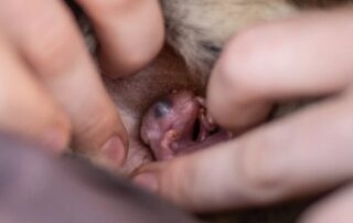 this-tiny-marsupial-is-being-saved-from-extinction-one-baby-at-a-time