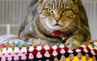 ‘extremely-strange’:-pet-detective-joins-search-for-vet-clinic’s-missing-cat-after-suspected-theft