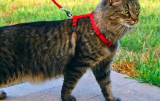 cats-on-leashes-claim-a-‘furphy’-but-ban-on-cat-movement-imminent,-mayor-says
