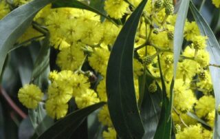 think-you-know-your-trees?-prove-it-with-this-native-vs-feral-trees-quiz
