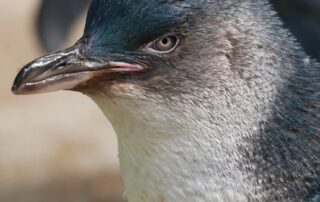australia’s-oldest-penguin-father-a-hit-with-the-chicks