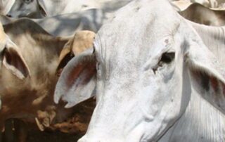 could-a-livestock-gene-bank-save-endangered-farm-animals?