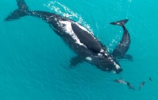 third-time’s-a-charm-as-locals-choose-new-sleaford-bay-site-for-eyre-peninsula-desalination-plant