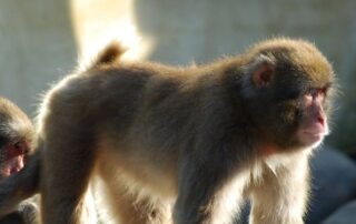 monkey-park-warns-intruder-who-broke-in-they-may-now-have-herpes